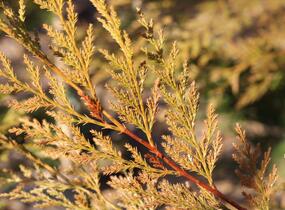 Cypřišovec Leylandův 'Excalibur Gold'® - Cupressocyparis leylandii 'Excalibur Gold'®
