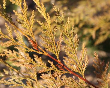 Cypřišovec Leylandův 'Excalibur Gold'®