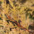 cyprisovec-leylanduv-excalibur-gold.jpg