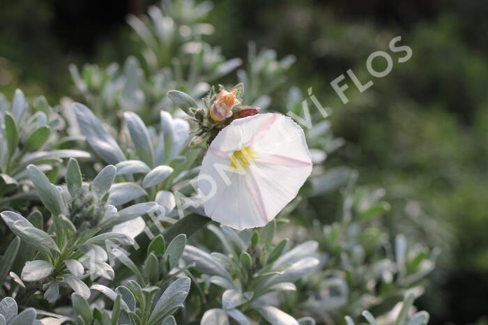 Svlačec 'Snow Angel' - Convolvulus cneorum 'Snow Angel'