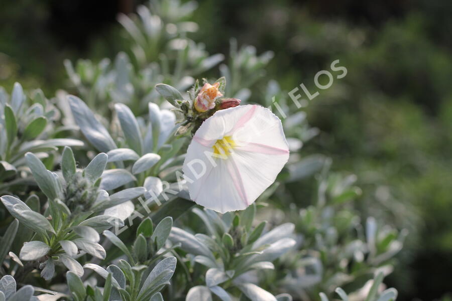 Svlačec 'Snow Angel' - Convolvulus cneorum 'Snow Angel'