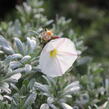 Svlačec 'Snow Angel' - Convolvulus cneorum 'Snow Angel'