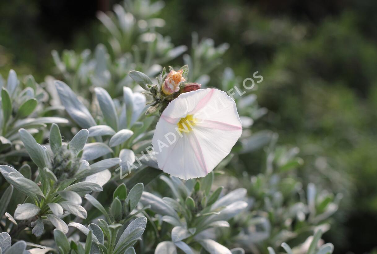 Svlačec stříbřitý 'Snow Angel' - Convolvulus cneorum 'Snow Angel'