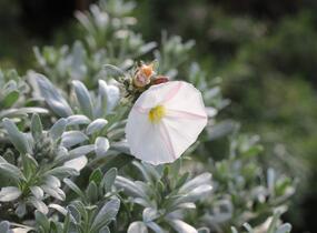 Svlačec stříbřitý 'Snow Angel' - Convolvulus cneorum 'Snow Angel'
