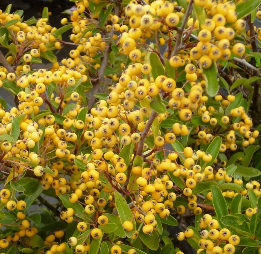 Hlohyně šarlatová 'Saphyr Jaune' - Pyracantha coccinea 'Saphyr Jaune'
