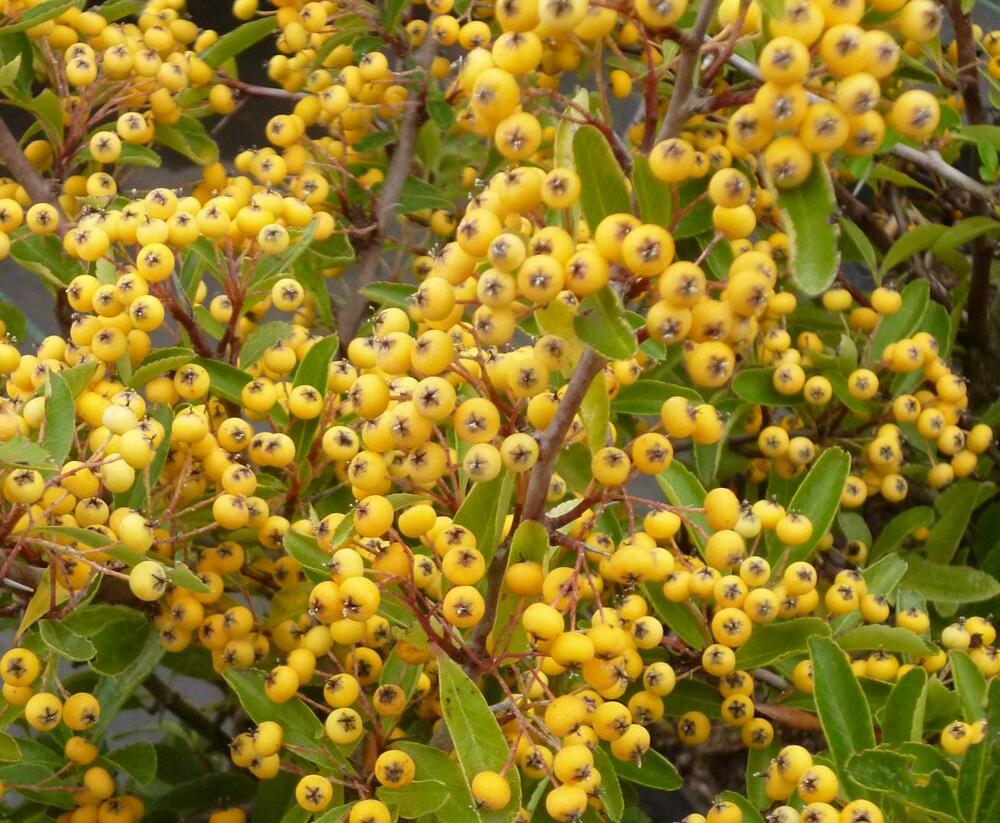 Hlohyně šarlatová 'Saphyr Jaune' - Pyracantha coccinea 'Saphyr Jaune'