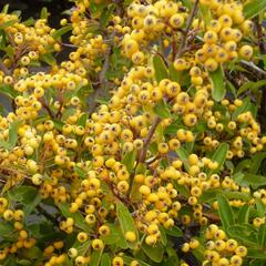 Hlohyně šarlatová 'Saphyr Jaune' - Pyracantha coccinea 'Saphyr Jaune'