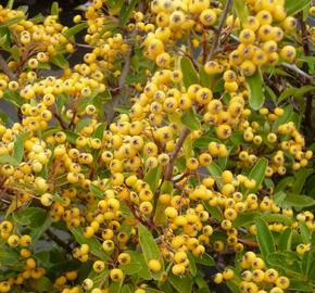 Hlohyně šarlatová 'Saphyr Jaune' - Pyracantha coccinea 'Saphyr Jaune'