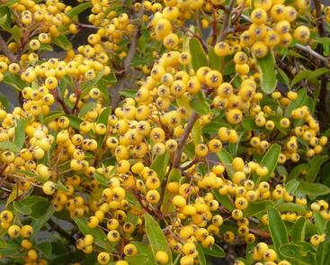 Hlohyně šarlatová 'Saphyr Jaune'