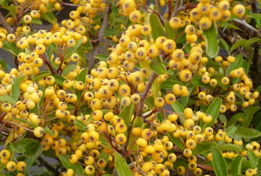 Hlohyně šarlatová 'Saphyr Jaune' - Pyracantha coccinea 'Saphyr Jaune'