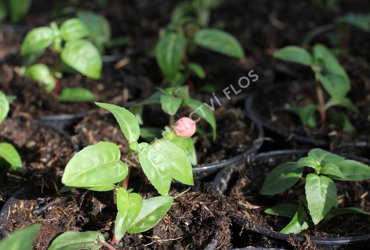 Fuchsie, čílko 'Annabell' - Fuchsia hybrida 'Annabell'