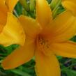 Denivka 'Aten' - Hemerocallis 'Aten'