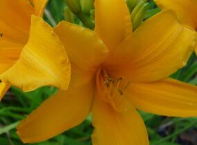 Denivka 'Aten' - Hemerocallis 'Aten'