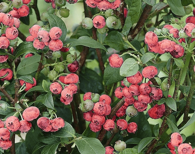 Borůvka chocholičnatá 'Pink Lemonade' - Vaccinium corymbosum 'Pink Lemonade'