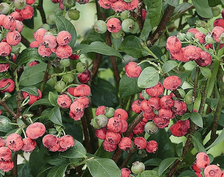 Borůvka chocholičnatá, kanadská borůvka 'Pink Lemonade' - Vaccinium corymbosum 'Pink Lemonade'