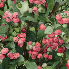Borůvka chocholičnatá, kanadská borůvka 'Pink Lemonade' - Vaccinium corymbosum 'Pink Lemonade'