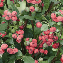 Borůvka chocholičnatá 'Pink Lemonade' - Vaccinium corymbosum 'Pink Lemonade'