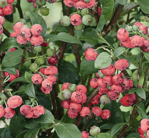 Borůvka chocholičnatá 'Pink Lemonade' - Vaccinium corymbosum 'Pink Lemonade'