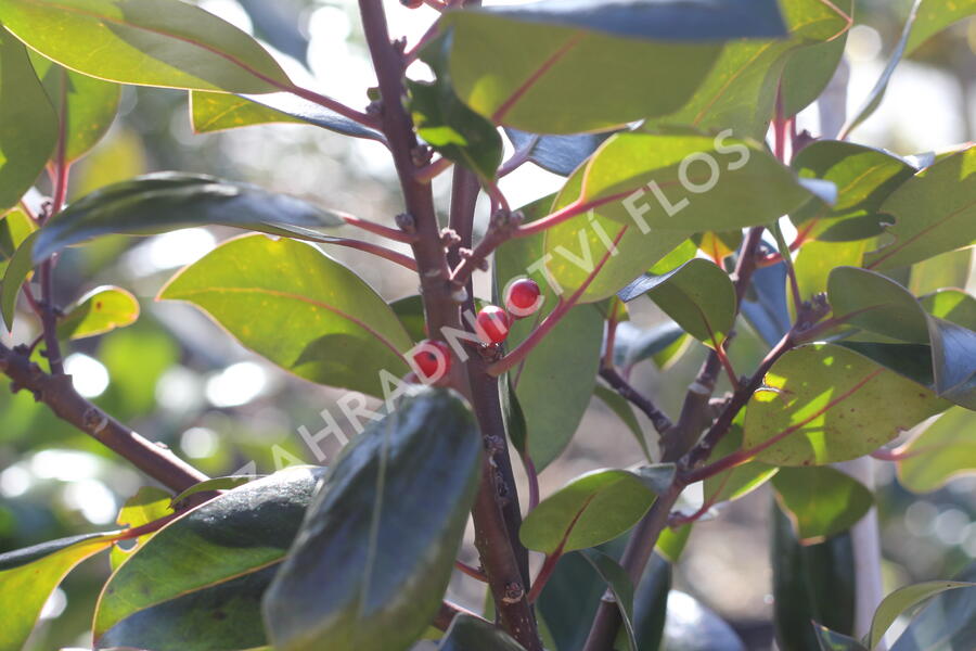 Cesmína altaklarenská 'Camelliifolia' - Ilex altaclerensis 'Camelliifolia'
