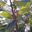 Cesmína altaklarenská 'Camelliifolia' - Ilex altaclerensis 'Camelliifolia'