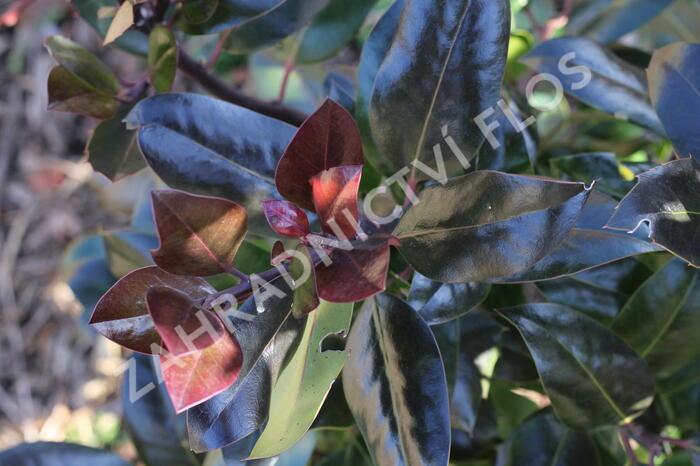 Cesmína altaklarenská 'Camelliifolia' - Ilex altaclerensis 'Camelliifolia'