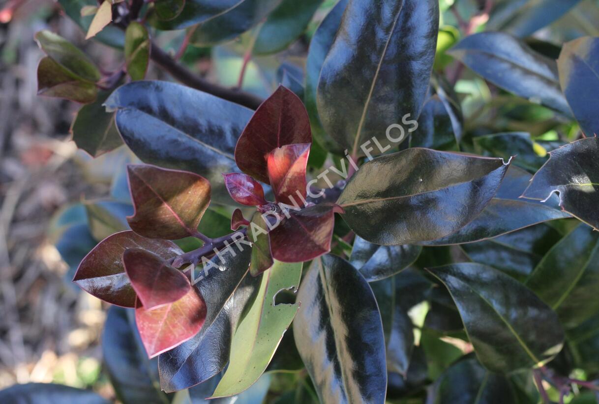 Cesmína altaklarenská 'Camelliifolia' - Ilex altaclerensis 'Camelliifolia'