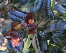 Cesmína altaklarenská 'Camelliifolia'