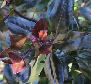 Cesmína altaklarenská 'Camelliifolia' - Ilex altaclerensis 'Camelliifolia'