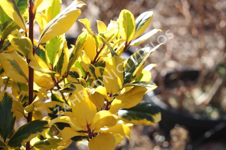 Cesmína altaklarenská 'Golden King' - Ilex altaclerensis 'Golden King'
