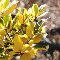 Cesmína altaklarenská 'Golden King' - Ilex altaclerensis 'Golden King'