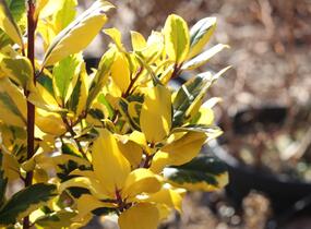 Cesmína altaklarenská 'Golden King' - Ilex altaclerensis 'Golden King'