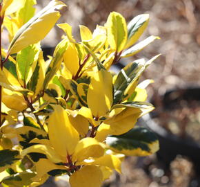 Cesmína altaklarenská 'Golden King' - Ilex altaclerensis 'Golden King'