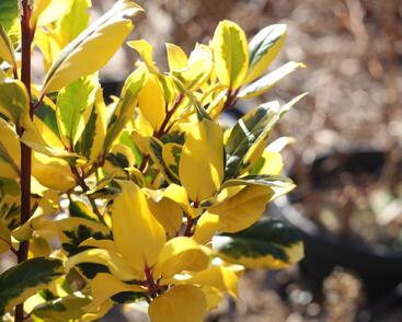 Cesmína altaklarenská 'Golden King'