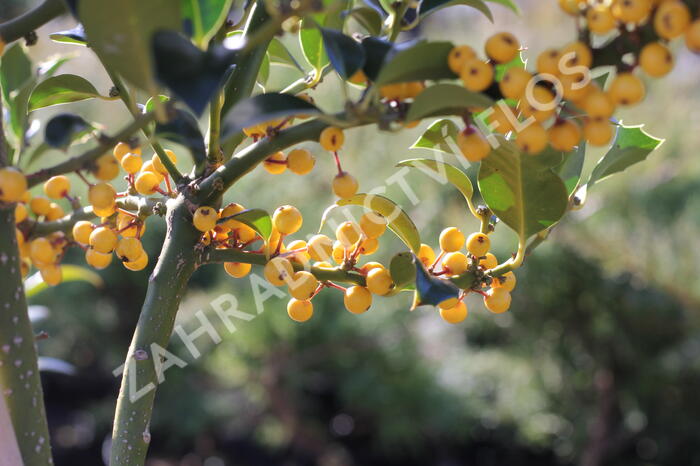 Cesmína obecná 'Bacciflava' - Ilex aquifolium 'Bacciflava'