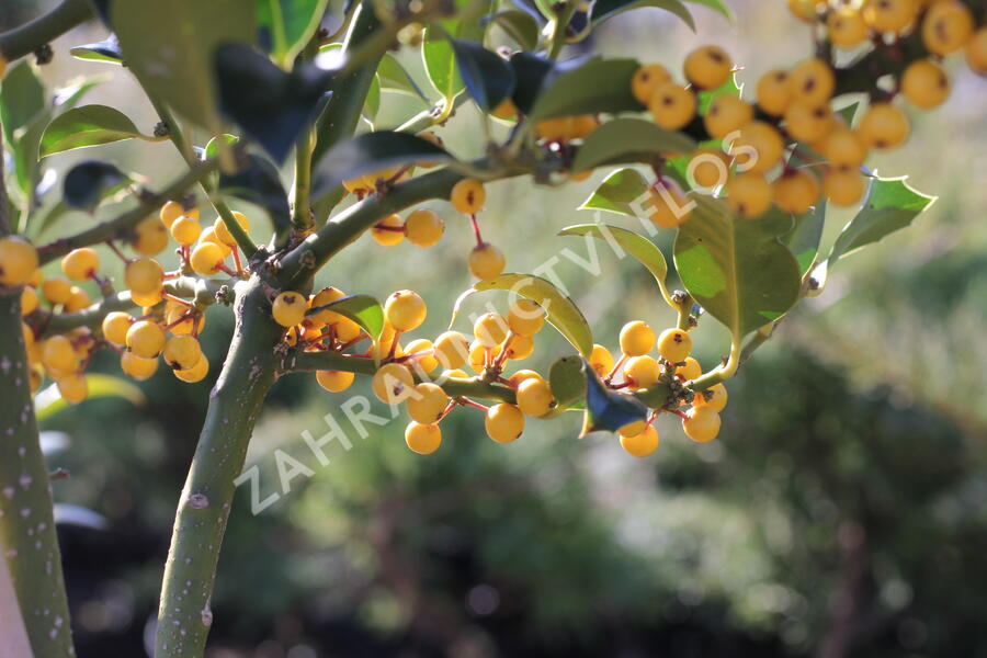 Cesmína obecná 'Bacciflava' - Ilex aquifolium 'Bacciflava'