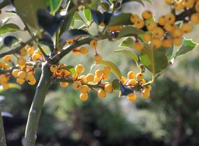 Cesmína obecná 'Bacciflava' - Ilex aquifolium 'Bacciflava'
