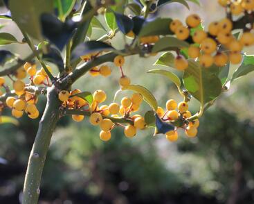 Cesmína obecná 'Bacciflava'