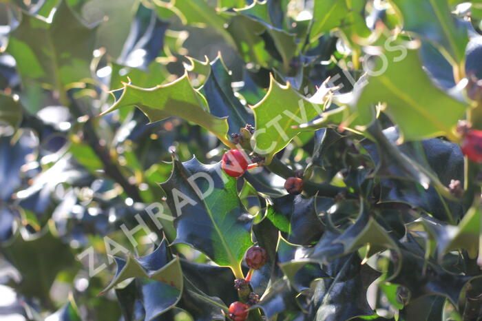 Cesmína modrá 'Golden Girl' - Ilex meserveae 'Golden Girl'