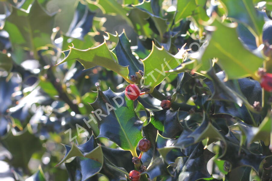 Cesmína modrá 'Golden Girl' - Ilex meserveae 'Golden Girl'