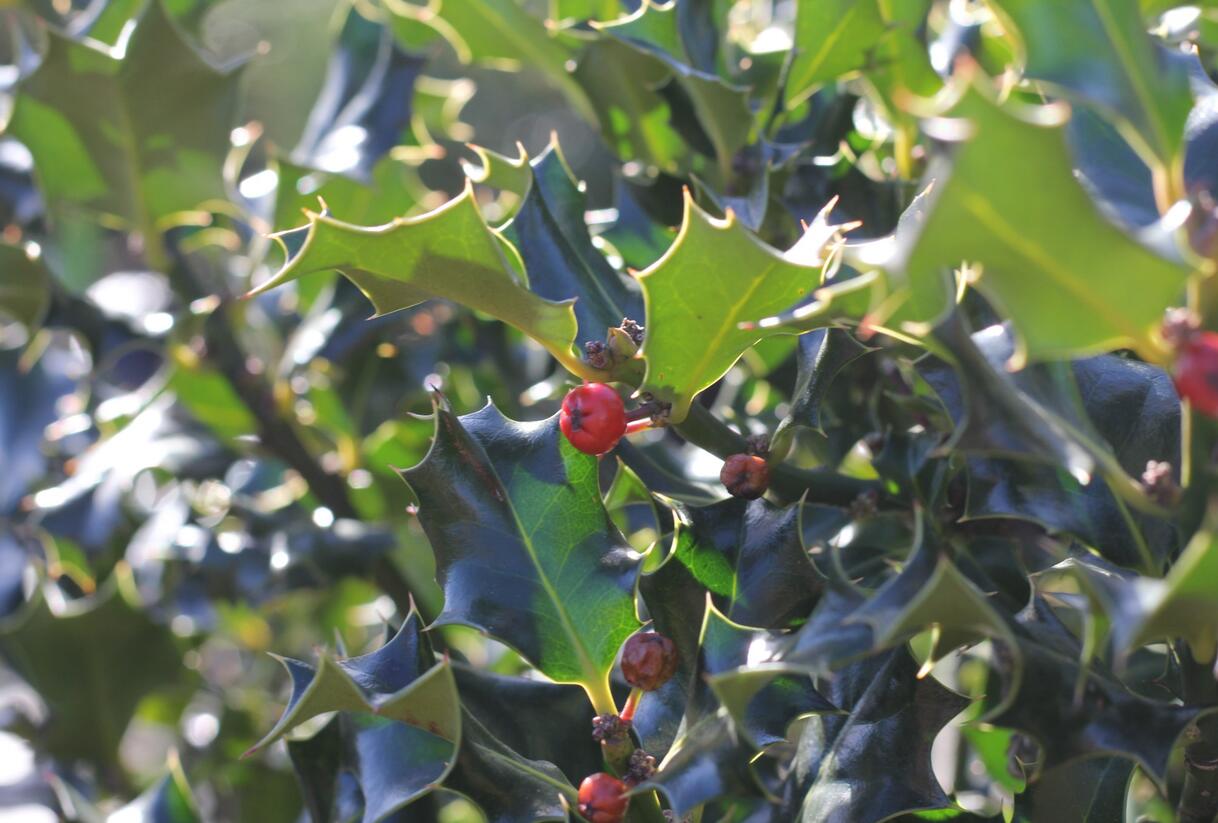 Cesmína modrá 'Golden Girl' - Ilex meserveae 'Golden Girl'