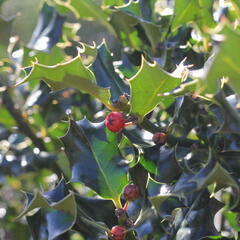 Cesmína 'Golden Girl' - Ilex meserveae 'Golden Girl'