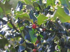 Cesmína modrá 'Golden Girl' - Ilex meserveae 'Golden Girl'