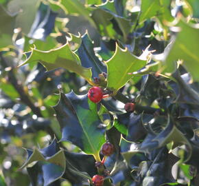 Cesmína 'Golden Girl' - Ilex meserveae 'Golden Girl'