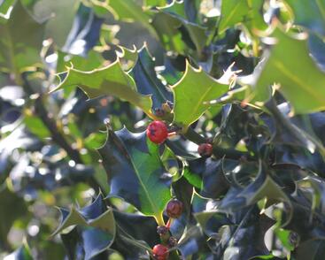 Cesmína modrá 'Golden Girl'