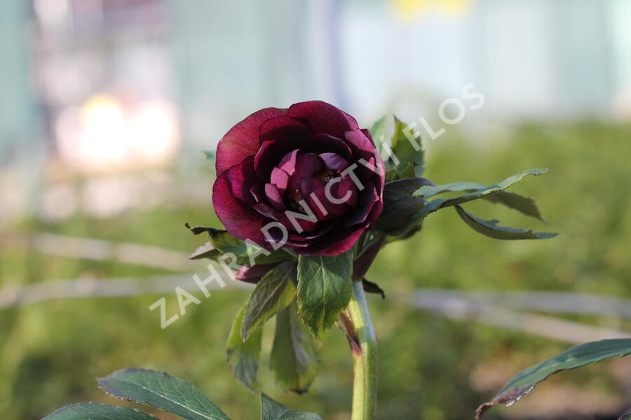 Čemeřice východní 'Double Ellen Picotee' - Helleborus orientalis 'Double Ellen Picotee'