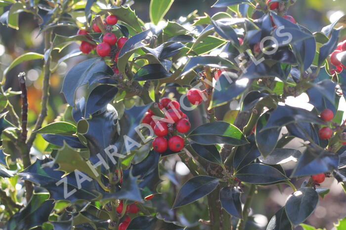 Cesmína modrá 'Blue Princess' - Ilex meserveae 'Blue Princess'