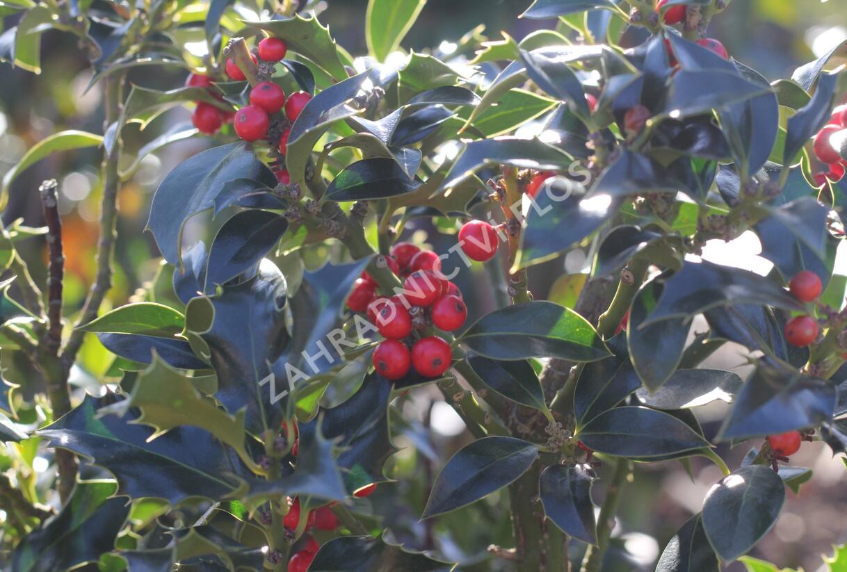 Cesmína modrá 'Blue Princess' - Ilex meserveae 'Blue Princess'