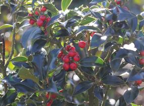 Cesmína modrá 'Blue Princess' - Ilex meserveae 'Blue Princess'