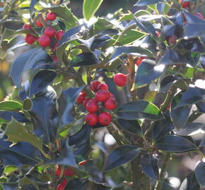 Cesmína modrá 'Blue Princess' - Ilex meserveae 'Blue Princess'