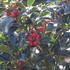 cesmina-blue-princess.jpg